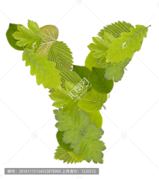 綠葉的信
