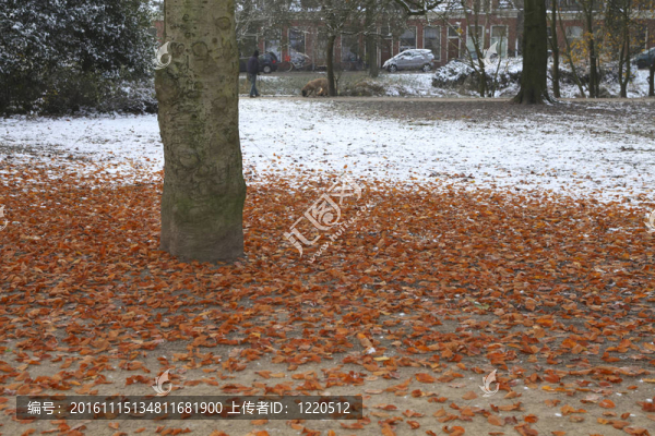 紅色的葉子，樹上的雪