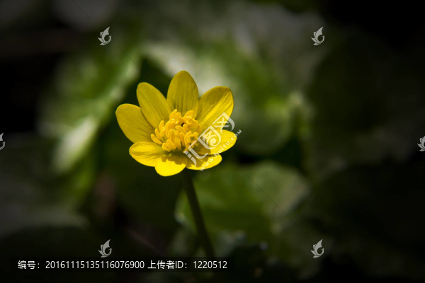 白屈菜美