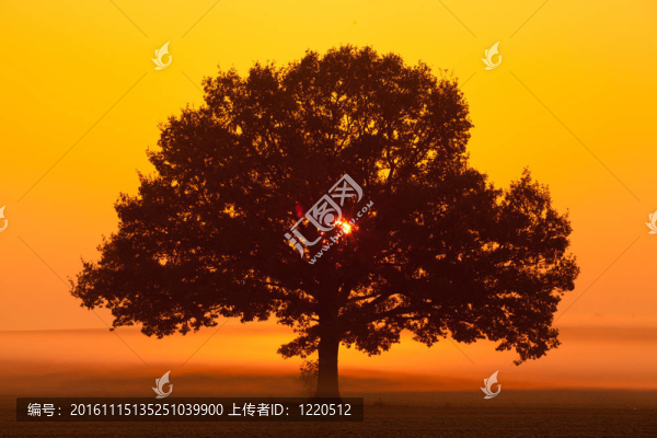 在霧中
