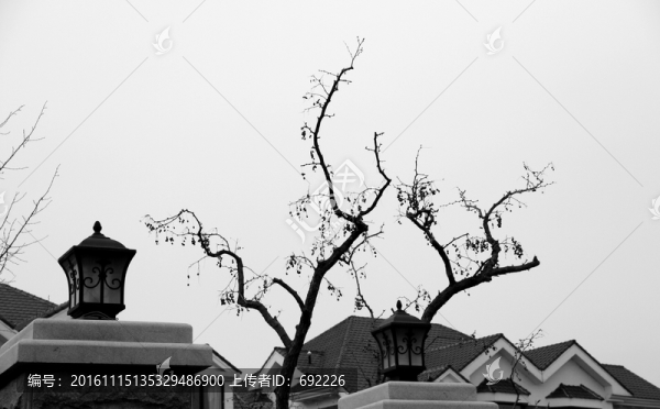 樹(shù)枝-匯圖網(wǎng) www.fosd68.com 樹(shù)枝