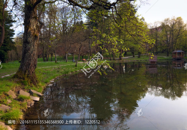 公園的春天湖