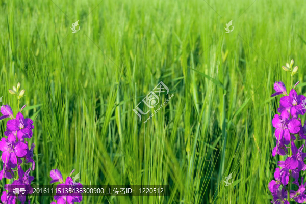年輕的綠色小麥和紫羅蘭花的背景