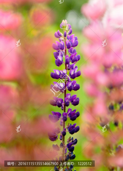 花園中的羽扇豆-匯圖網(wǎng) www.fosd68.com 花園中的羽扇豆