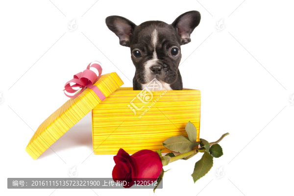 法國斗牛犬