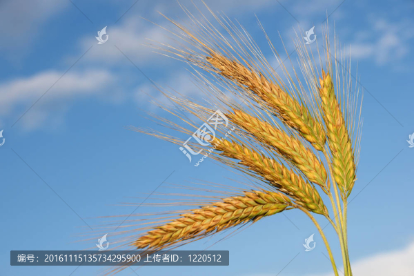 耳朵里-匯圖網(wǎng) www.fosd68.com 耳朵里