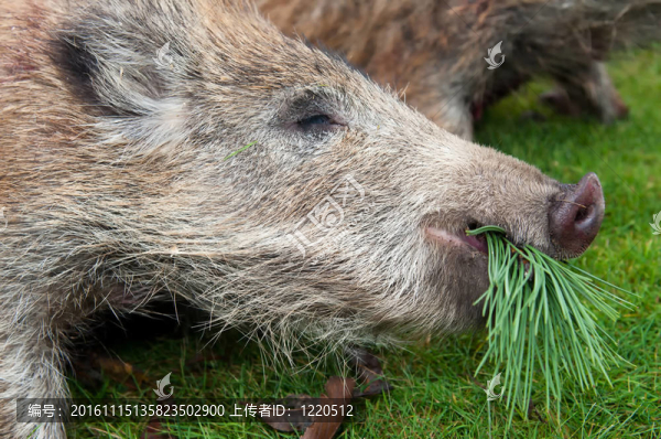 獵殺野豬-匯圖網(wǎng) www.fosd68.com 獵殺野豬