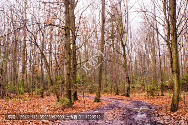 森林-匯圖網(wǎng) www.fosd68.com 森林