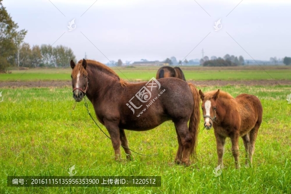 馬
