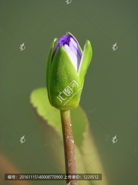 芽