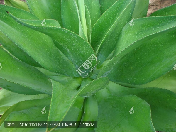 仙人掌類(lèi)植物