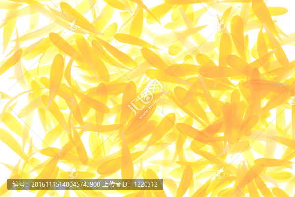 中國翠菊的花瓣