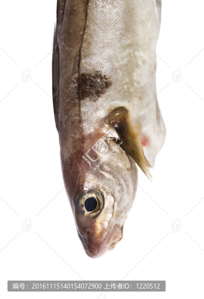 鱈魚