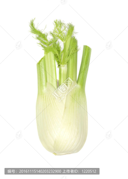新鮮茴香