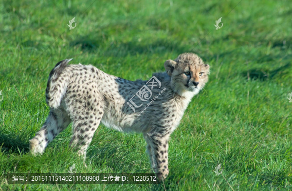 獵豹幼崽