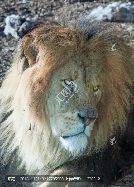 老獅子的肖像