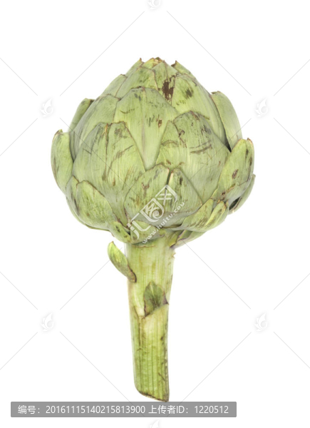 新鮮的朝鮮薊