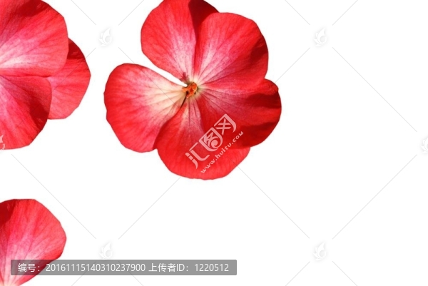 紅色花的圖案
