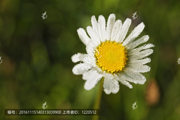 雛菊