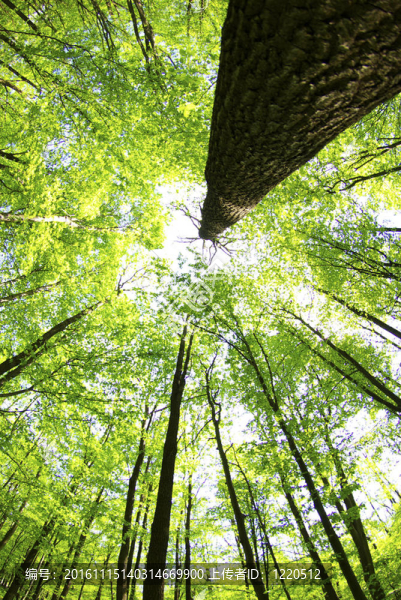 綠色的森林-匯圖網(wǎng) www.fosd68.com 綠色的森林