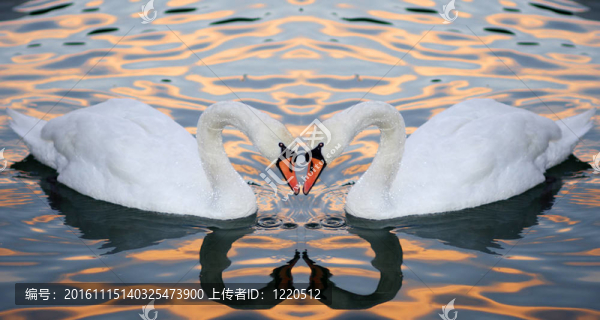 天鵝的愛(ài)情-匯圖網(wǎng) www.fosd68.com 天鵝的愛(ài)情