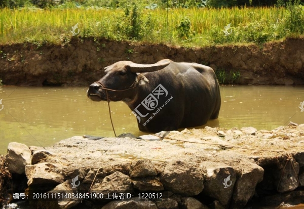 水牛清爽-匯圖網(wǎng) www.fosd68.com 水牛清爽