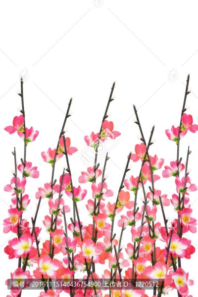 春節(jié)櫻花背景