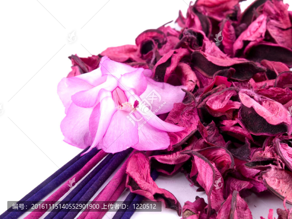 粉紅色的花香與香和粉紅色的仙人掌花