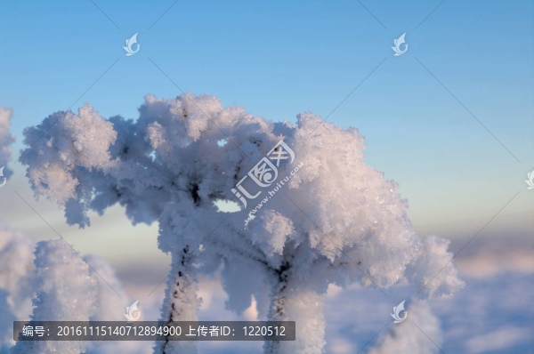 Frozenned,flower的冬景。