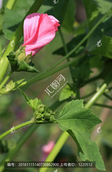 粉紅色的錦葵-匯圖網(wǎng) www.fosd68.com 粉紅色的錦葵
