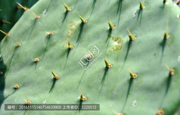 多汁的尖刺