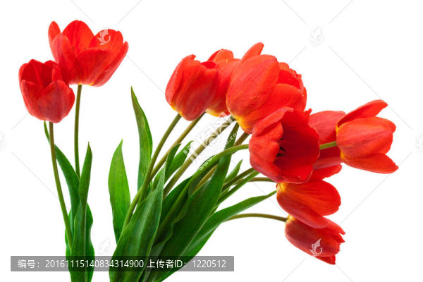 美麗的郁金香花束