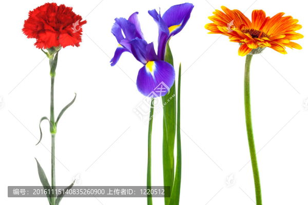 美麗的花朵