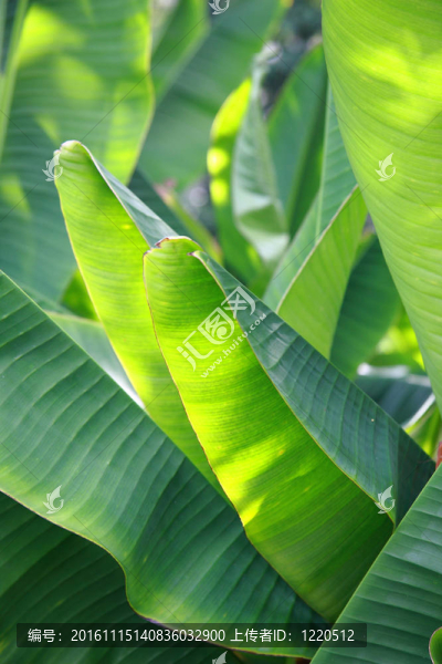 香蕉葉
