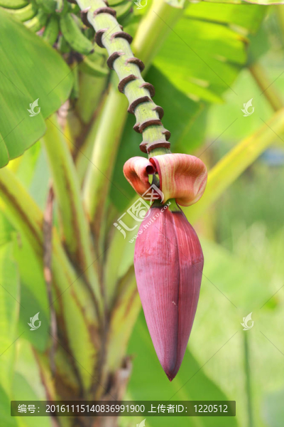 香蕉花