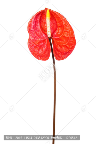 美麗的紅掌