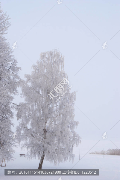 在樹枝上的霧凇