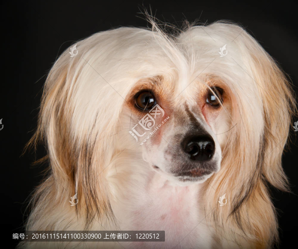 培訓(xùn)的中國(guó)冠毛犬