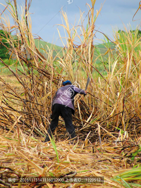 甘蔗種植園工人-匯圖網(wǎng) www.fosd68.com 甘蔗種植園工人