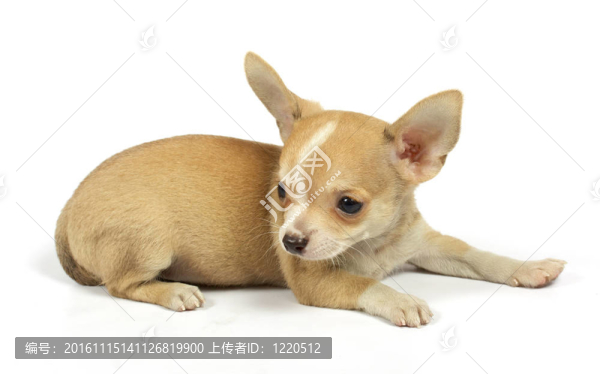 小奇瓦瓦的小狗