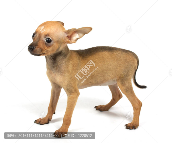 玩具犬的小狗