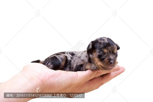奇瓦瓦的白色小狗