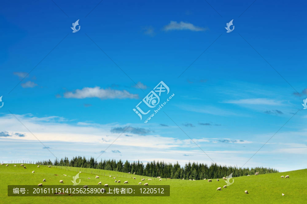 綠地與放牧綿羊