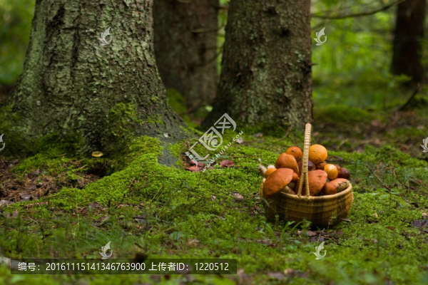 裝滿蘑菇的籃子