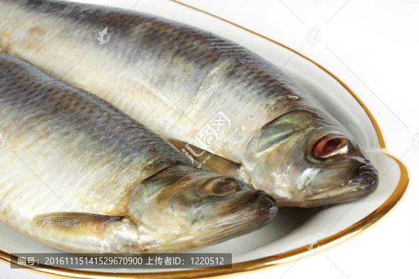 白色背景上腌制的鯡魚