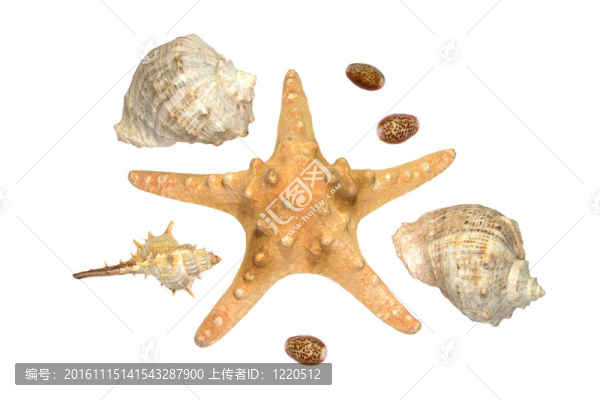 海星和一些貝殼孤立的O