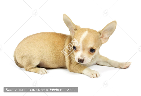 小奇瓦瓦的小狗