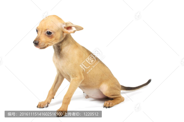 玩具犬的小狗