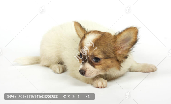 小奇瓦瓦的小狗