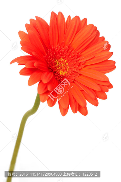 紅色格柏菊花白
